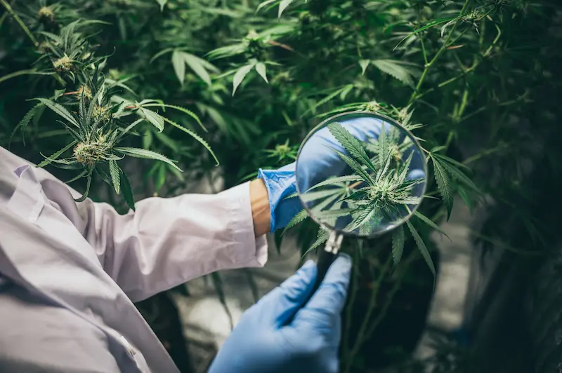 Cannabis SEO