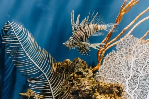 SEO for Aquarium Specialists